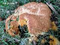 Fuligo rufa-amf2179